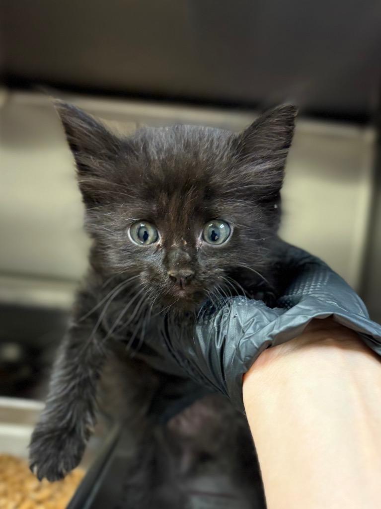 Baloney, Adoptable, Kitten Male Domestic Medium Hair.