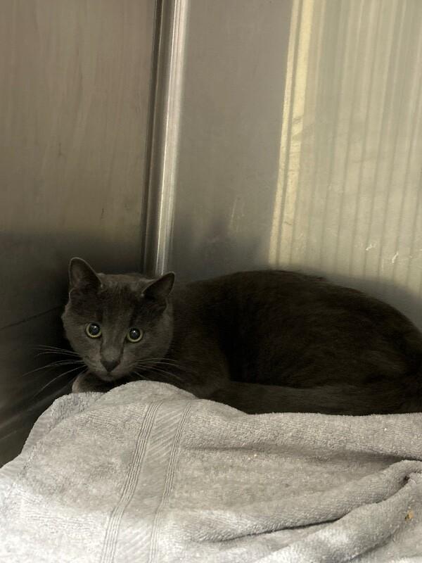 Enlarge Unknown, a Adoptable Domestic Short Hair in Burgaw, NC image 1/1
