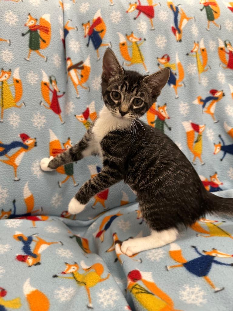 Lemon, Adoptable, Kitten Female Domestic Short Hair.