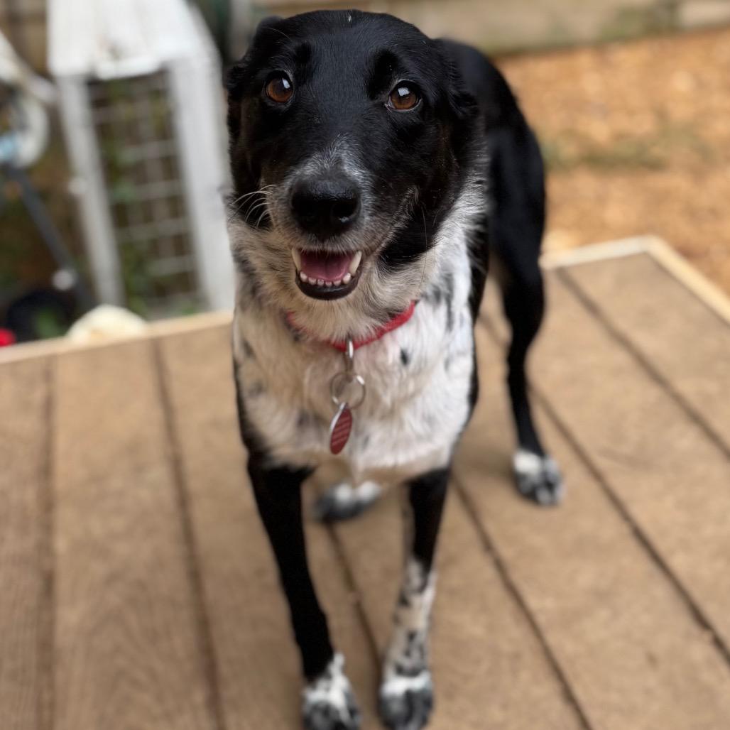 Vennari, a Adoptable Mixed Breed in Fredericksburg, VA image 2/6