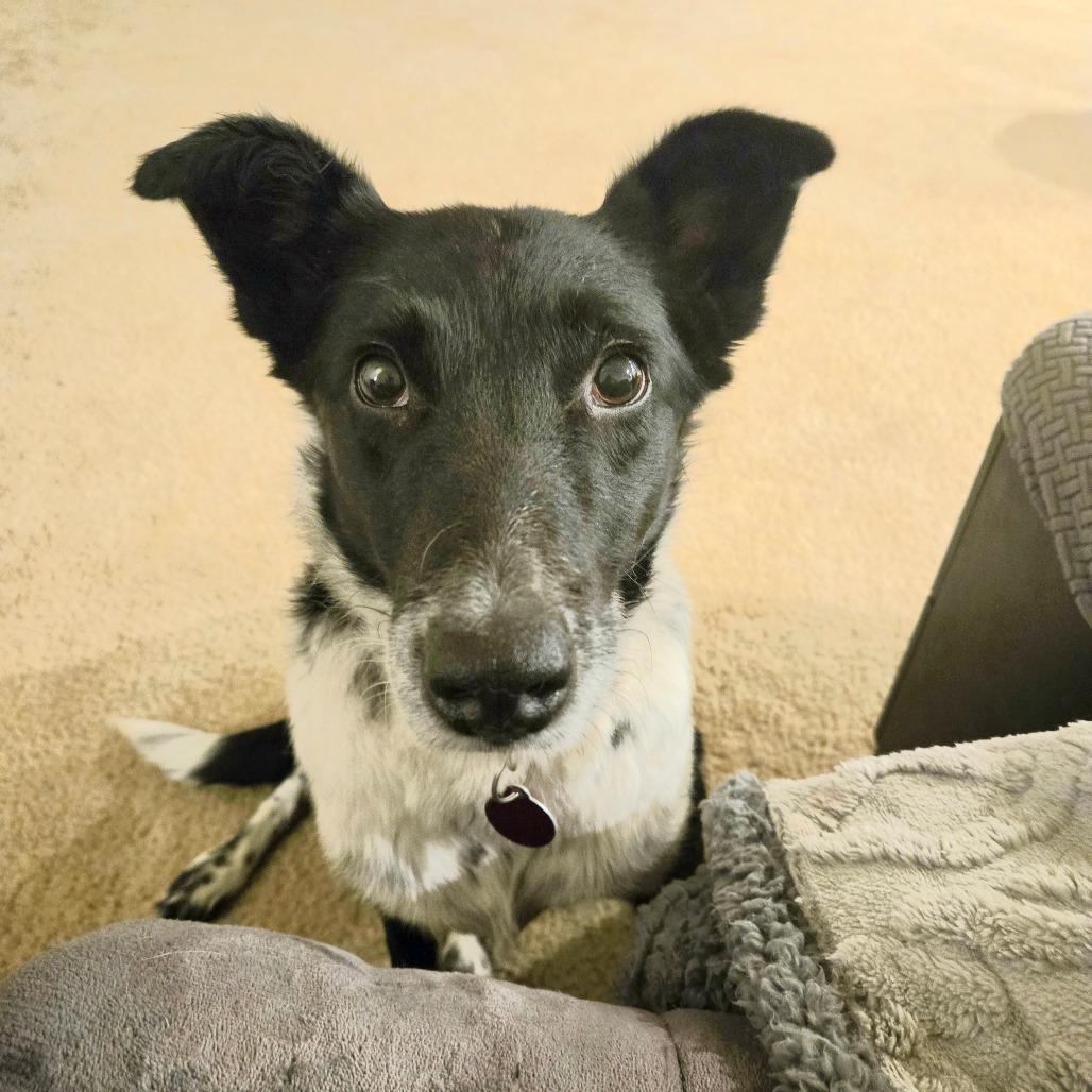 Vennari, a Adoptable Mixed Breed in Fredericksburg, VA image 3/6