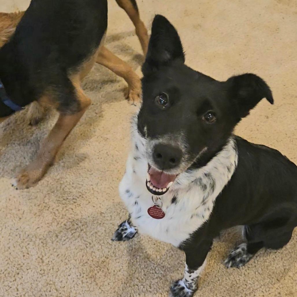 Vennari, a Adoptable Mixed Breed in Fredericksburg, VA image 4/6