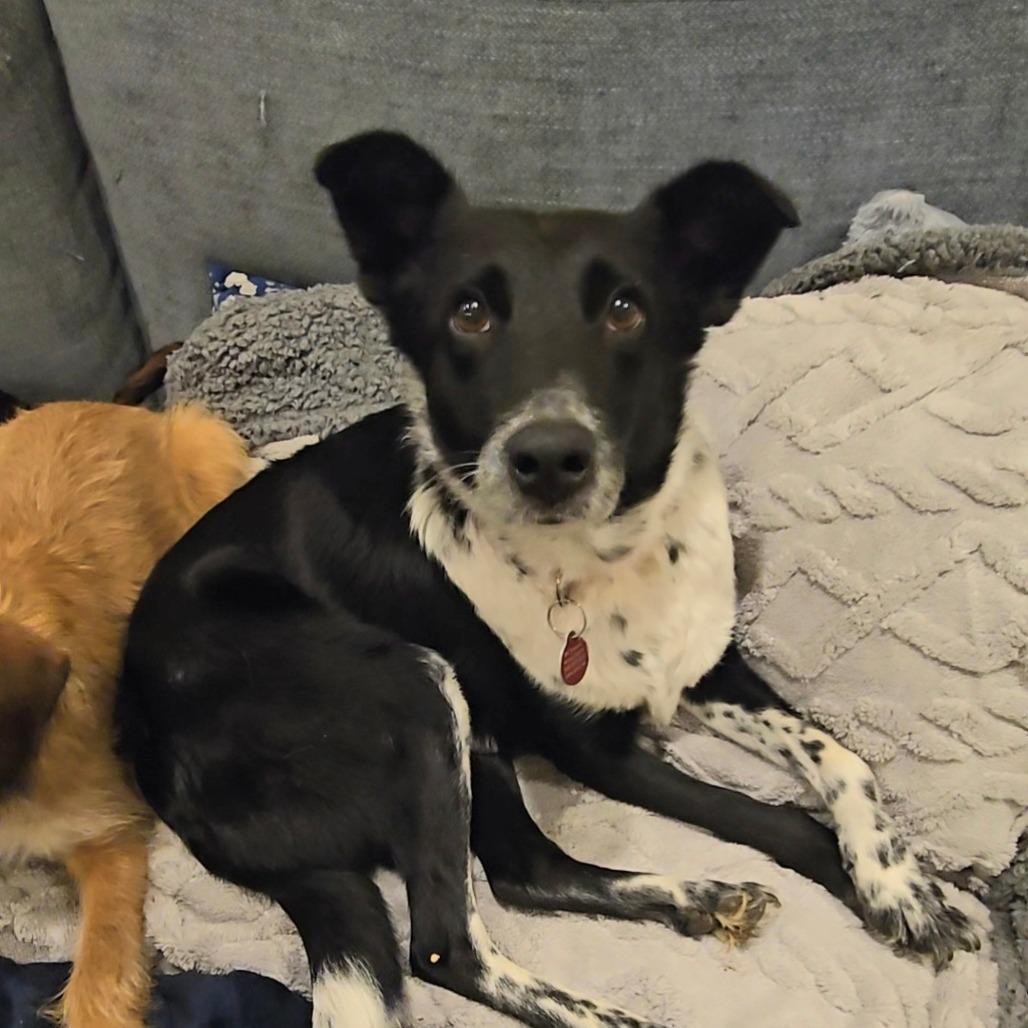 Vennari, a Adoptable Mixed Breed in Fredericksburg, VA image 5/6
