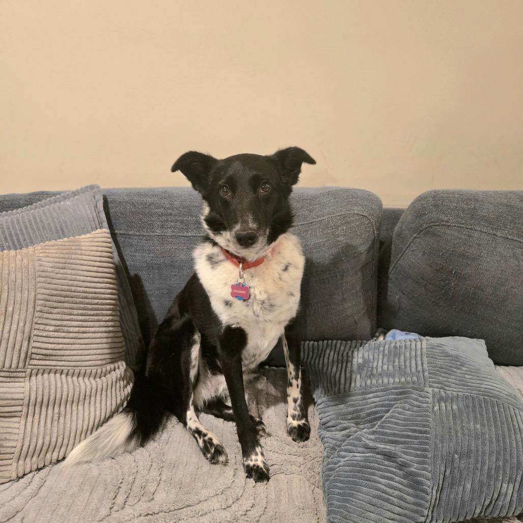 Vennari, a Adoptable Mixed Breed in Fredericksburg, VA image 6/6