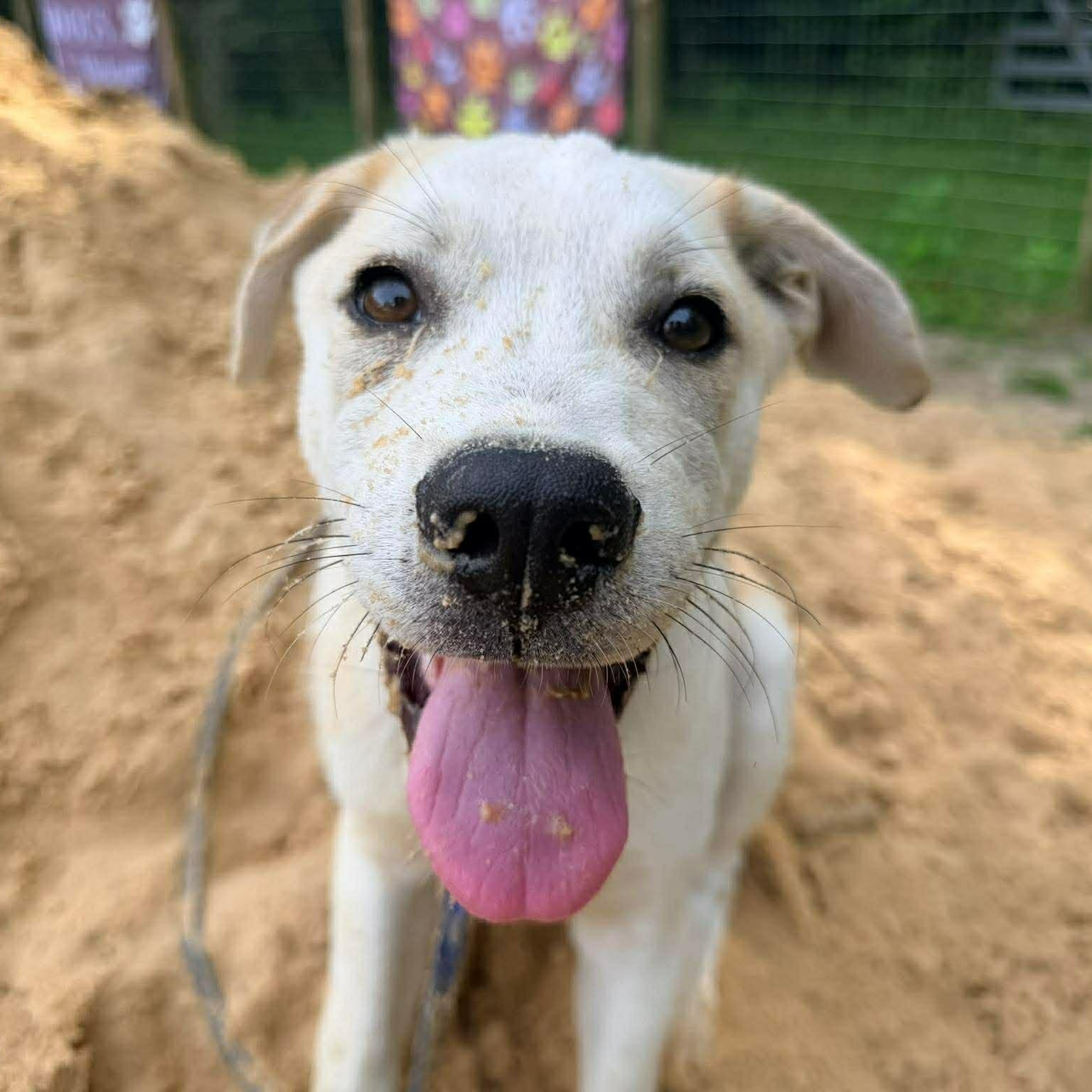 Enlarge Waffles, a ADOPTABLE Mixed Breed in New Smyrna Beach, FL image 1/6