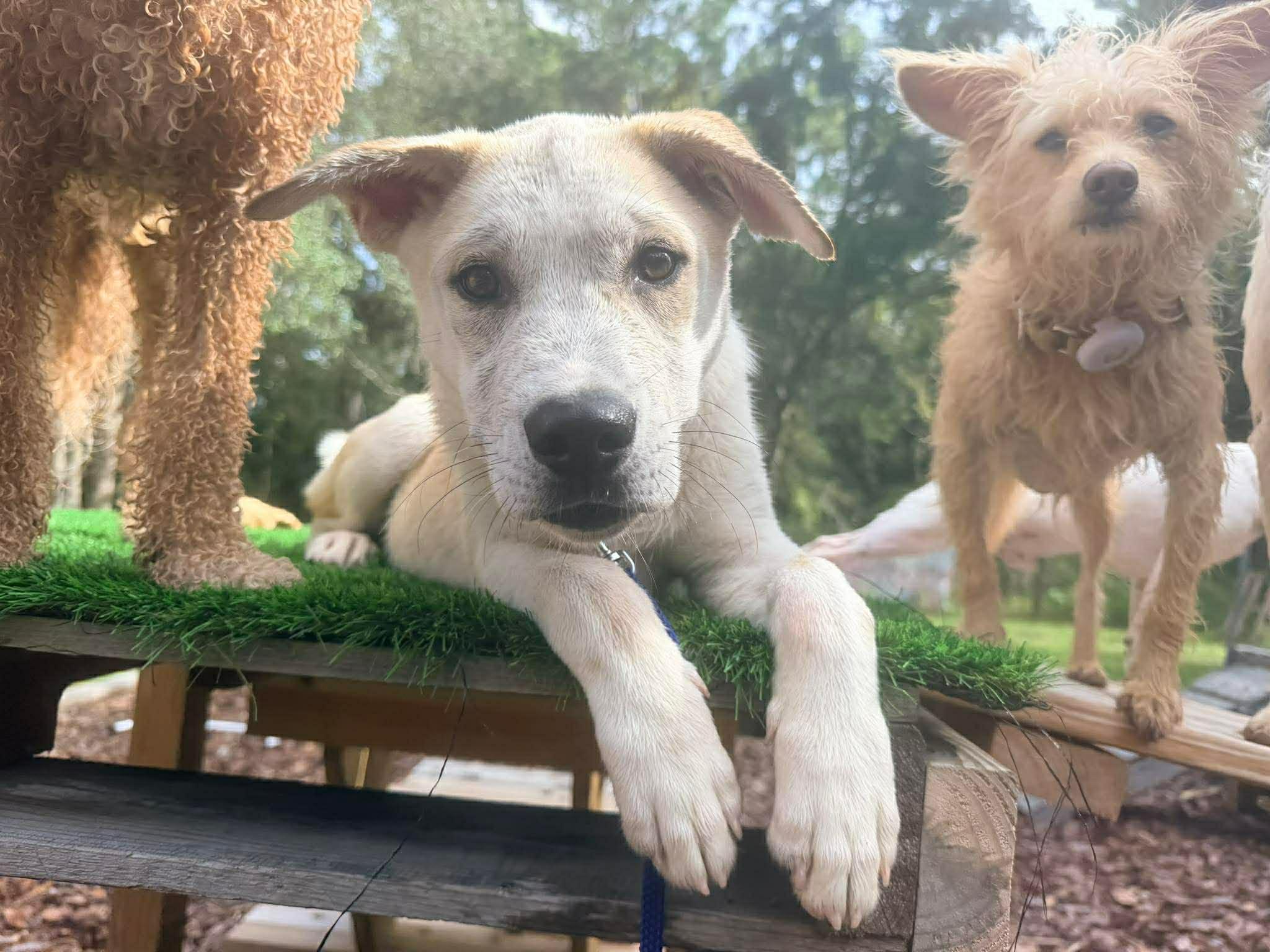 Enlarge Waffles, a ADOPTABLE Mixed Breed in New Smyrna Beach, FL image 6/6
