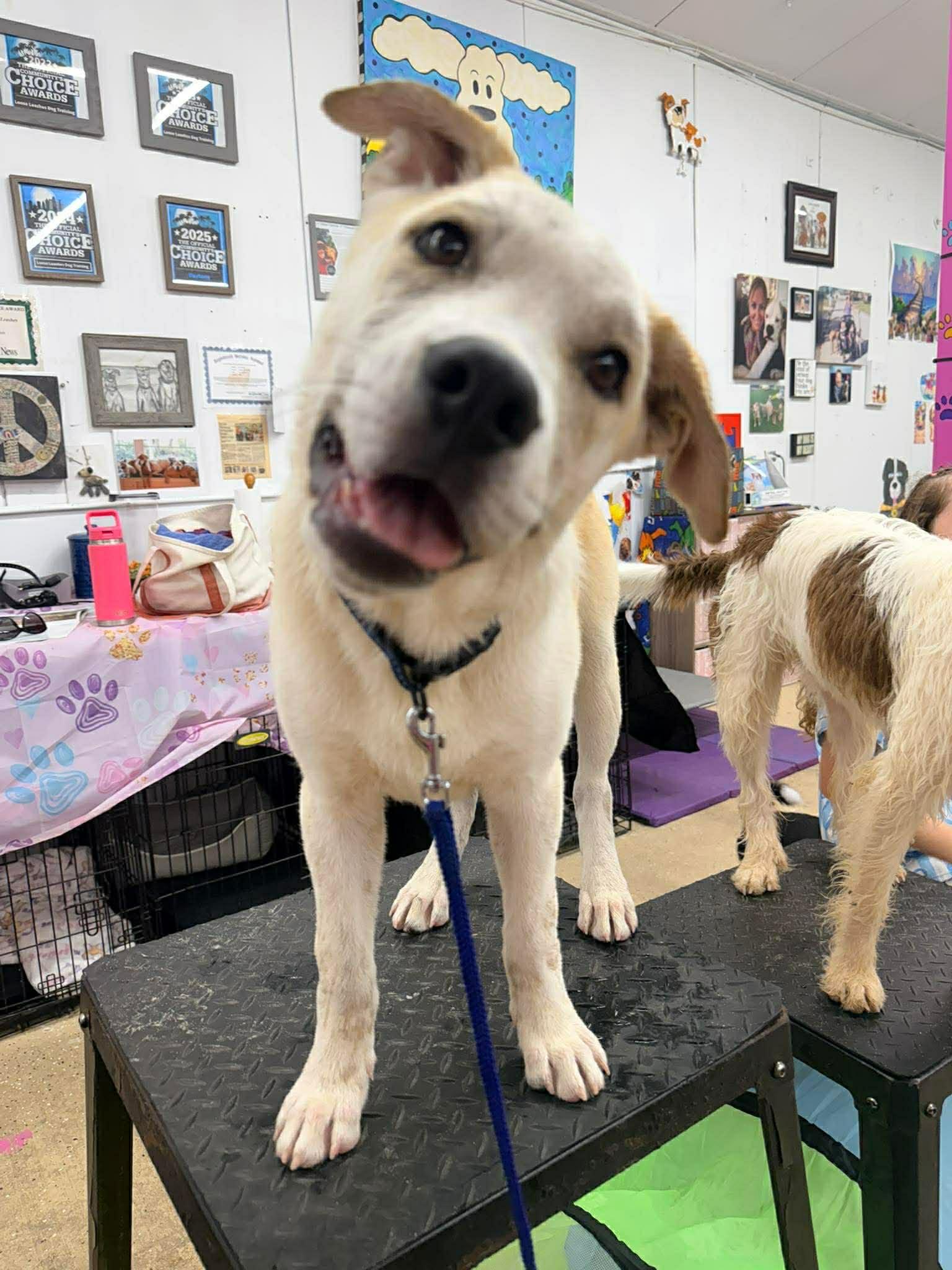 Enlarge Waffles, a ADOPTABLE Mixed Breed in New Smyrna Beach, FL image 4/6