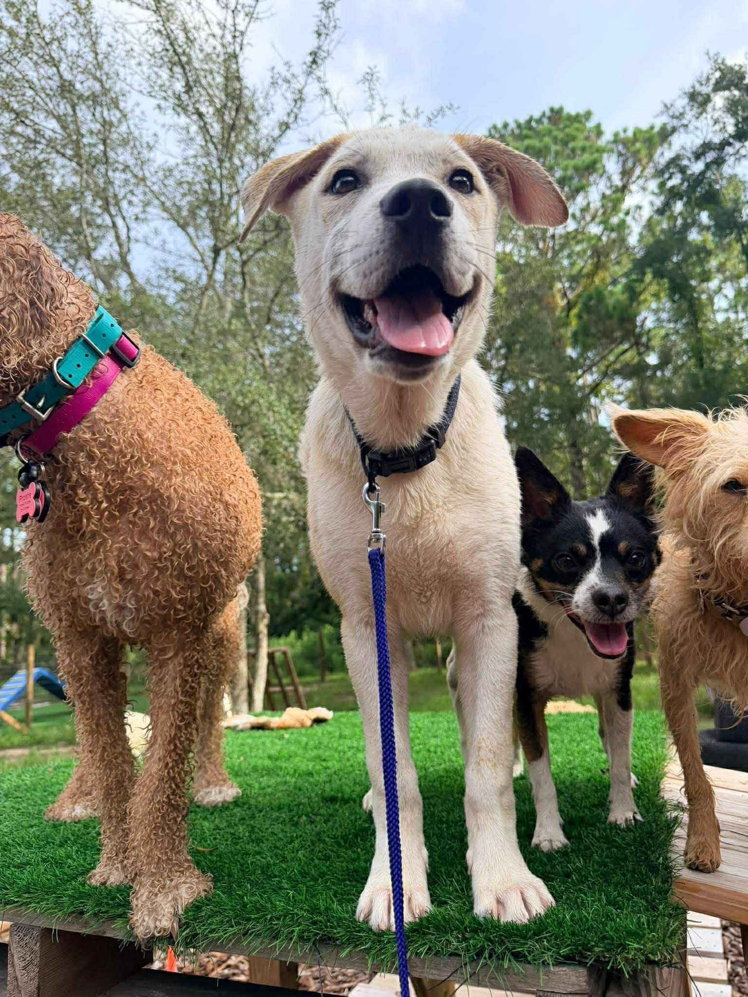 Enlarge Waffles, a ADOPTABLE Mixed Breed in New Smyrna Beach, FL image 5/6
