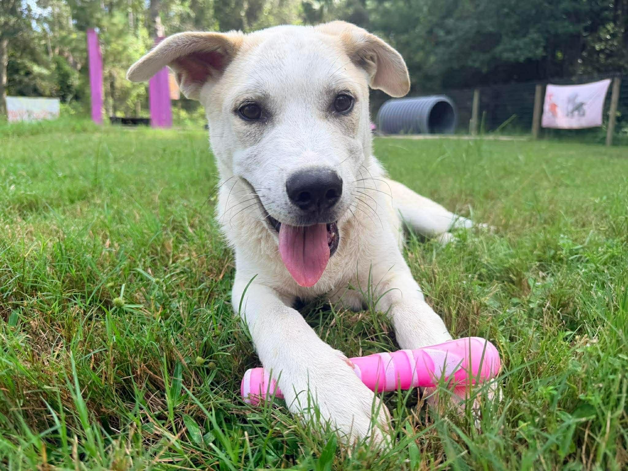 Enlarge Waffles, a ADOPTABLE Mixed Breed in New Smyrna Beach, FL image 3/6