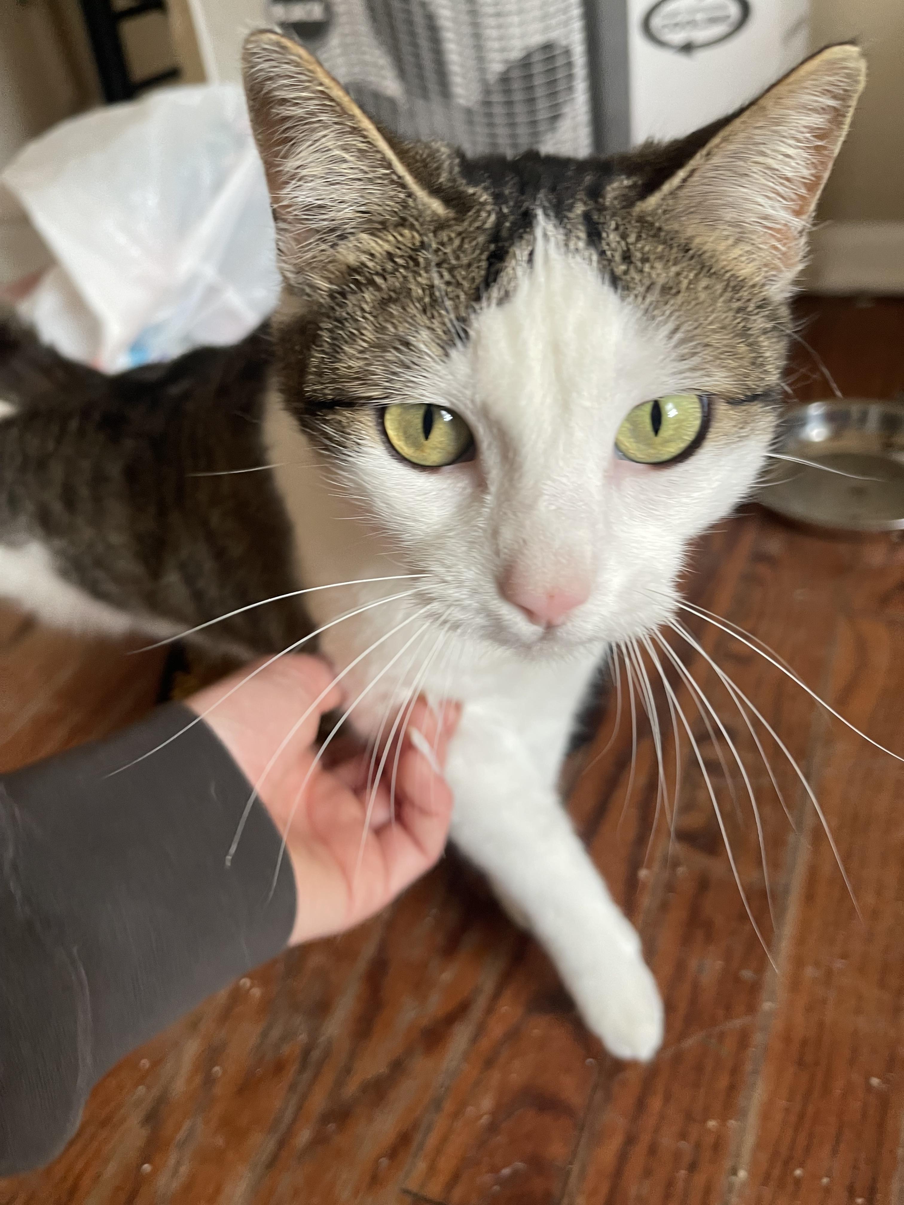 Bobbi, ADOPTABLE, Young Female Domestic Short Hair.