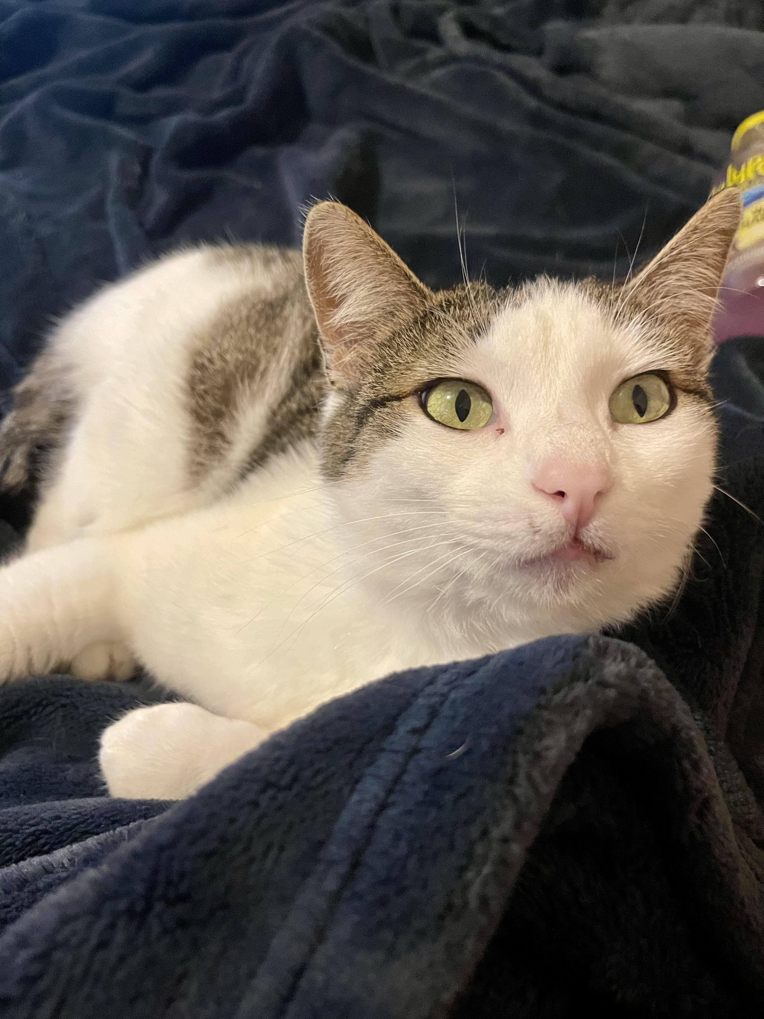 Enlarge Bobbi, a ADOPTABLE mixed breed in Oklahoma City, OK image 3/3