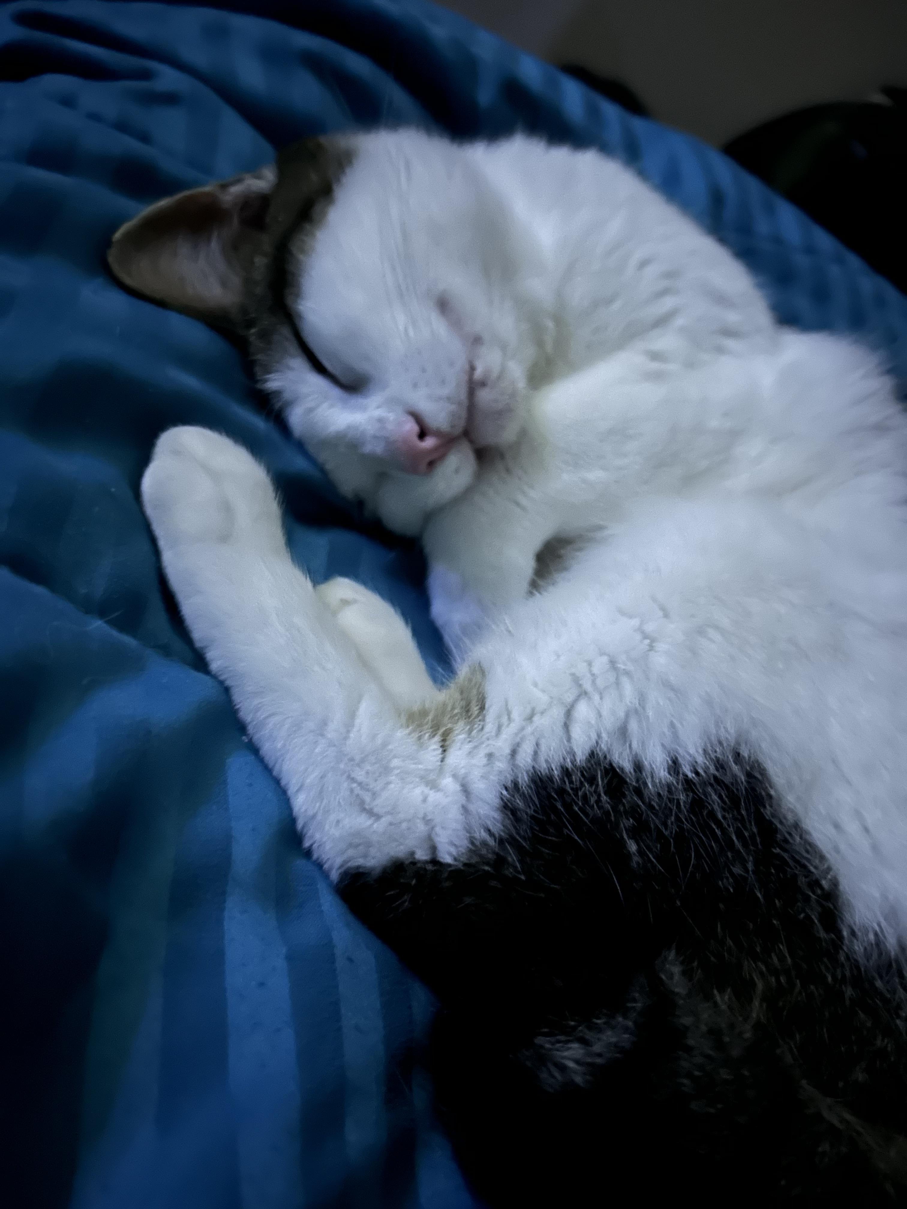 Enlarge Bobbi, a ADOPTABLE mixed breed in Oklahoma City, OK image 2/3