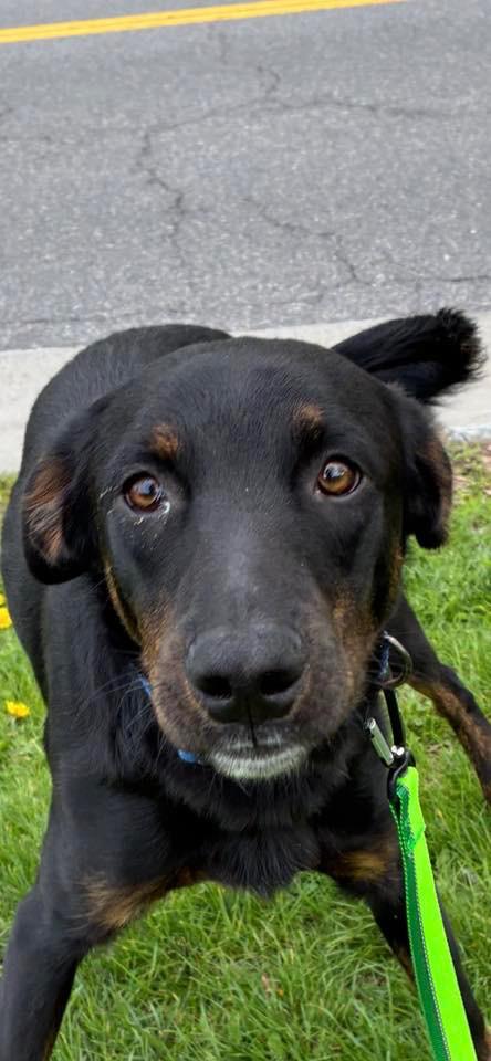 Homer, Adoptable, Puppy Male Anatolian Shepherd & Hound.