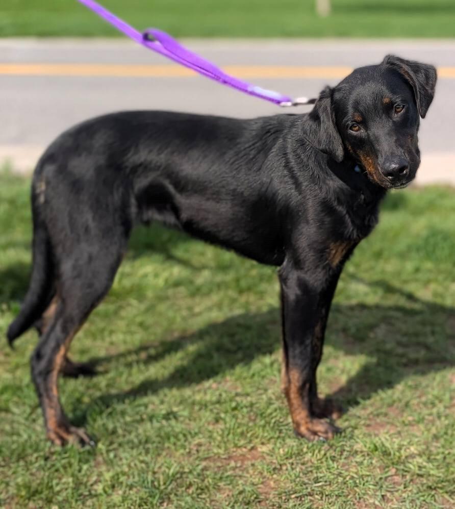 Enlarge Homer, a Adoptable mixed breed in North Syracuse, NY image 2/4
