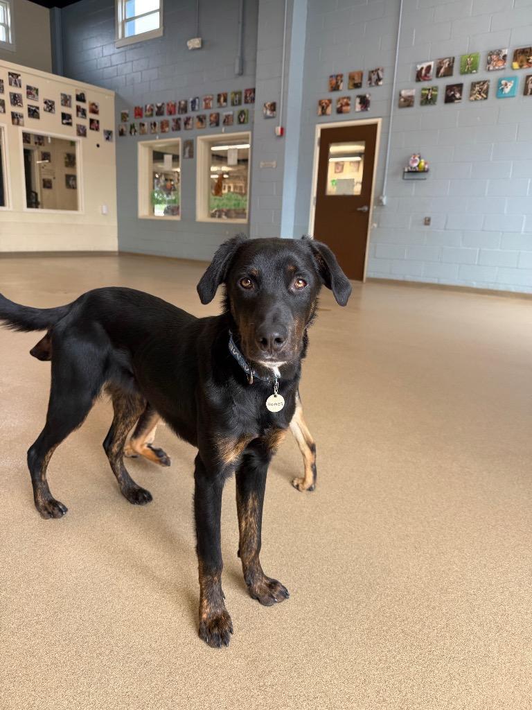 Enlarge Homer, a Adoptable mixed breed in North Syracuse, NY image 3/6