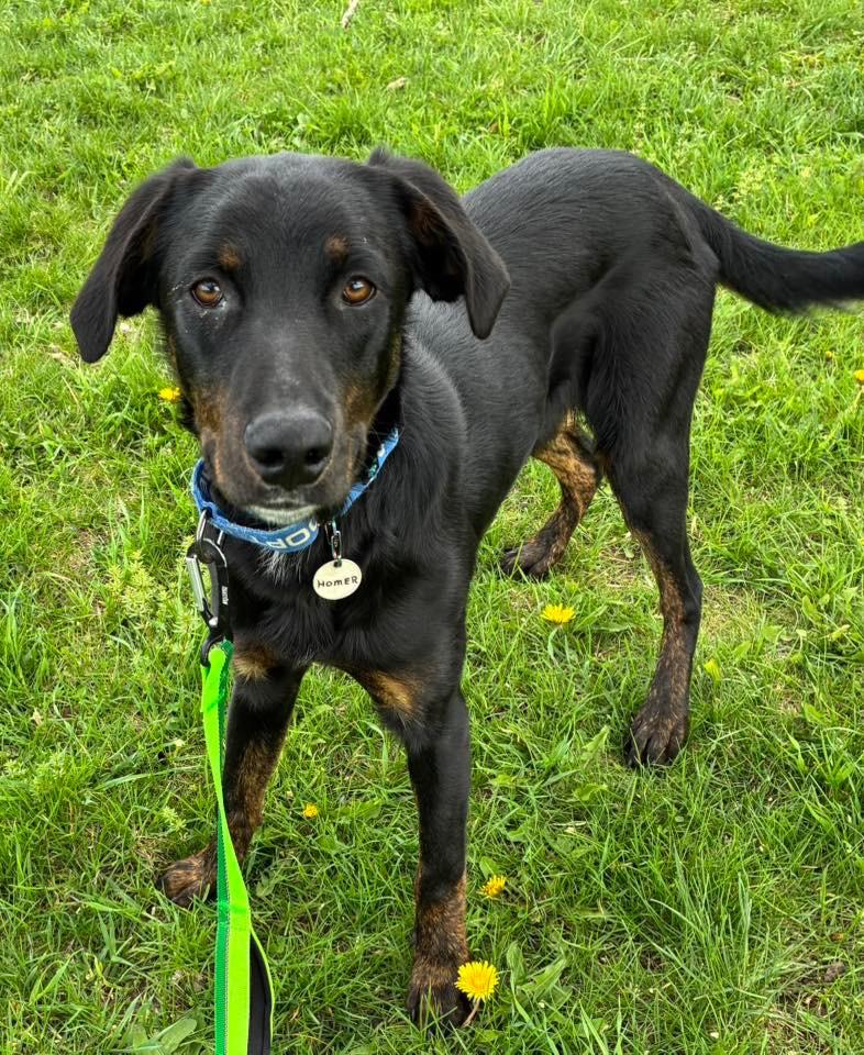 Enlarge Homer, a Adoptable mixed breed in North Syracuse, NY image 3/4