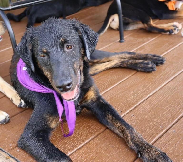Enlarge Homer, a Adoptable mixed breed in North Syracuse, NY image 4/4