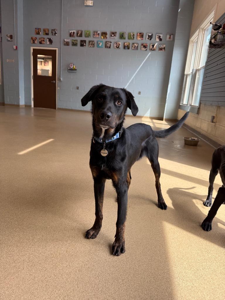 Enlarge Homer, a Adoptable mixed breed in North Syracuse, NY image 6/6