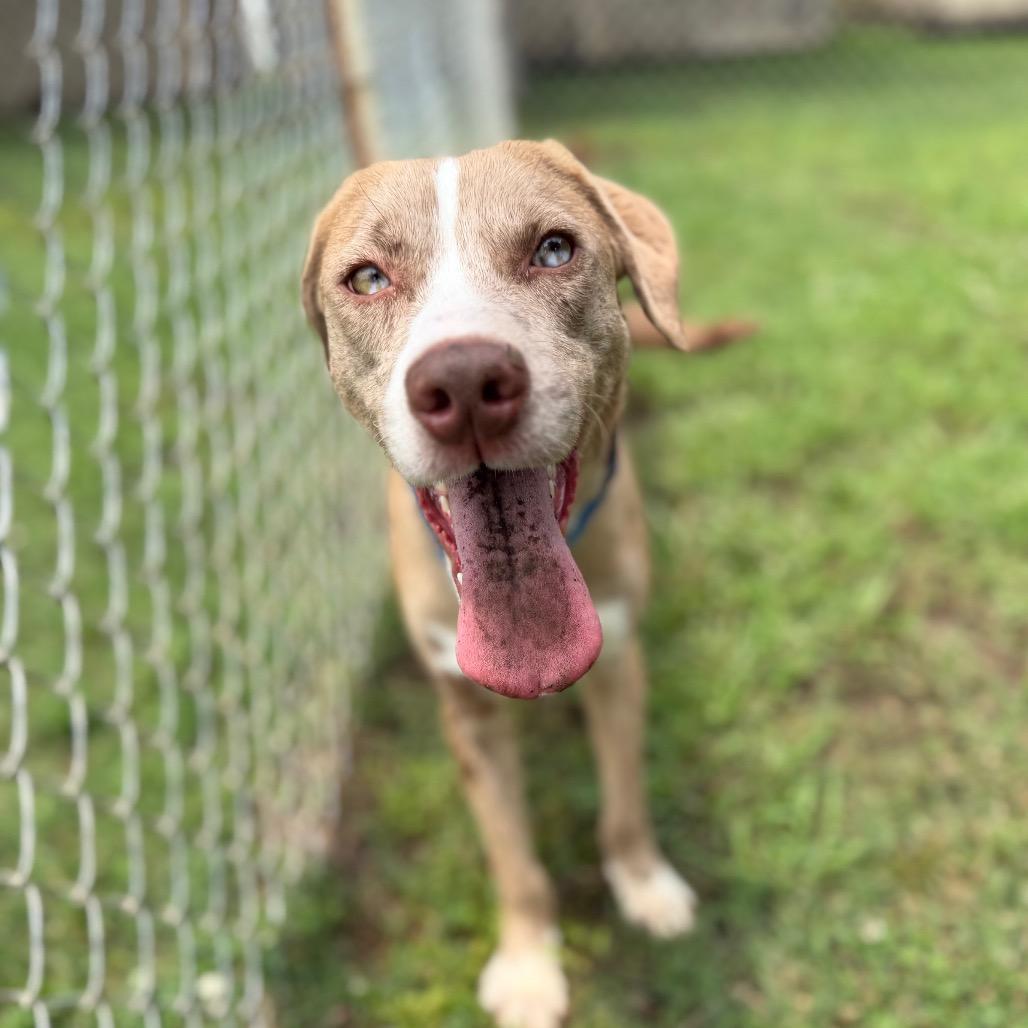 Domino, Adoptable, Young Male Catahoula Leopard Dog & Mixed Breed.