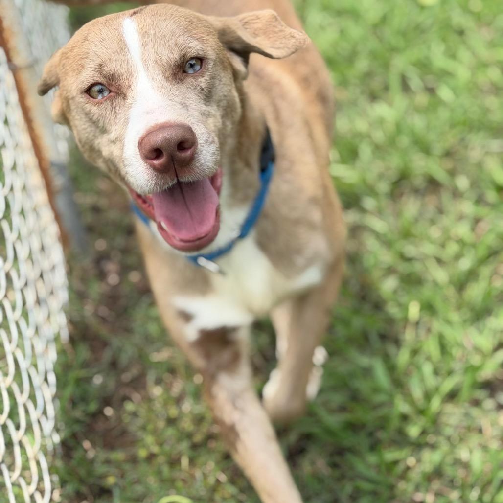 Domino, a Adoptable mixed breed in Tulsa, OK image 3/5