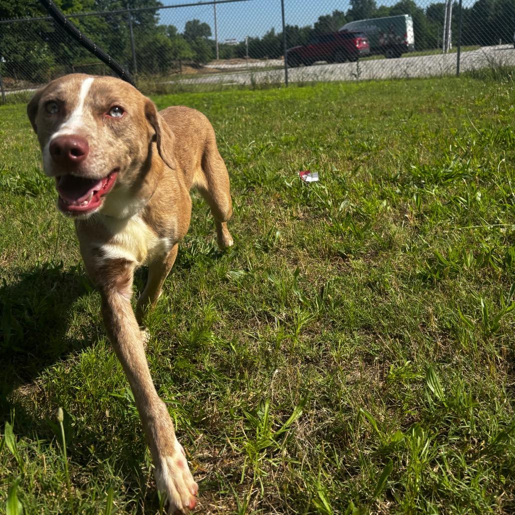Domino, a Adoptable mixed breed in Tulsa, OK image 4/5
