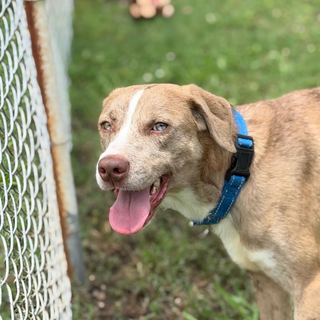 Domino, a Adoptable mixed breed in Tulsa, OK image 5/5