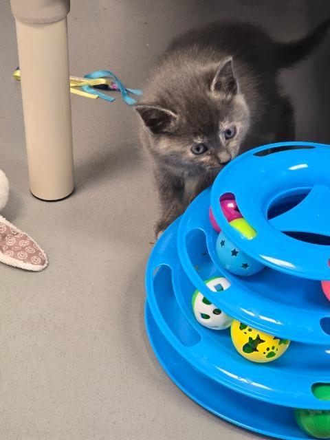 Cindy, Adoptable, Kitten Female Domestic Short Hair.