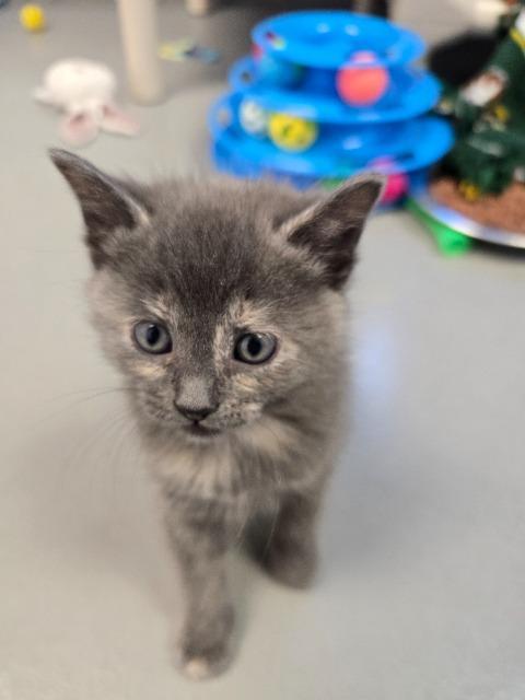 Enlarge Cindy, a Adoptable mixed breed in Barron, WI image 2/3
