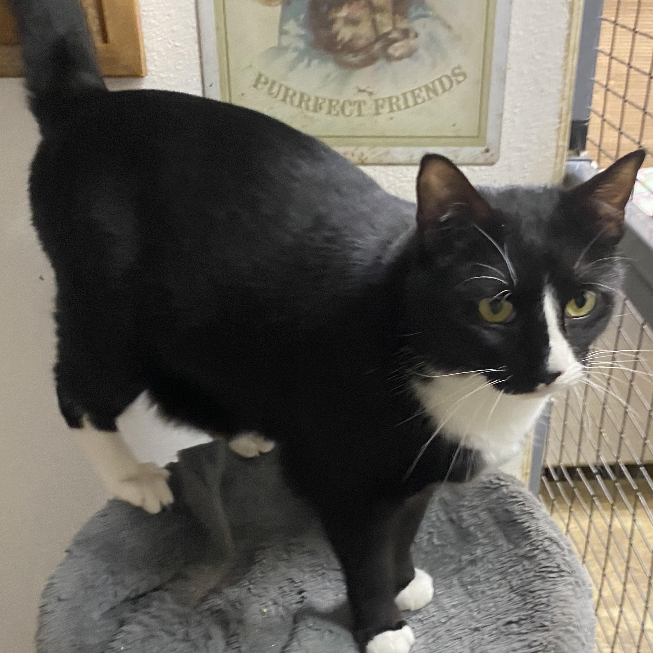 Lofty, Adoptable, Adult Male Domestic Short Hair.