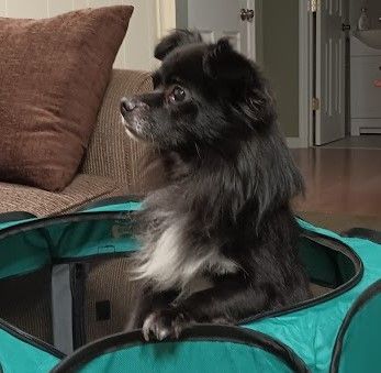 Enlarge Charlie, a Adoptable mixed breed in Warren, NJ image 4/6