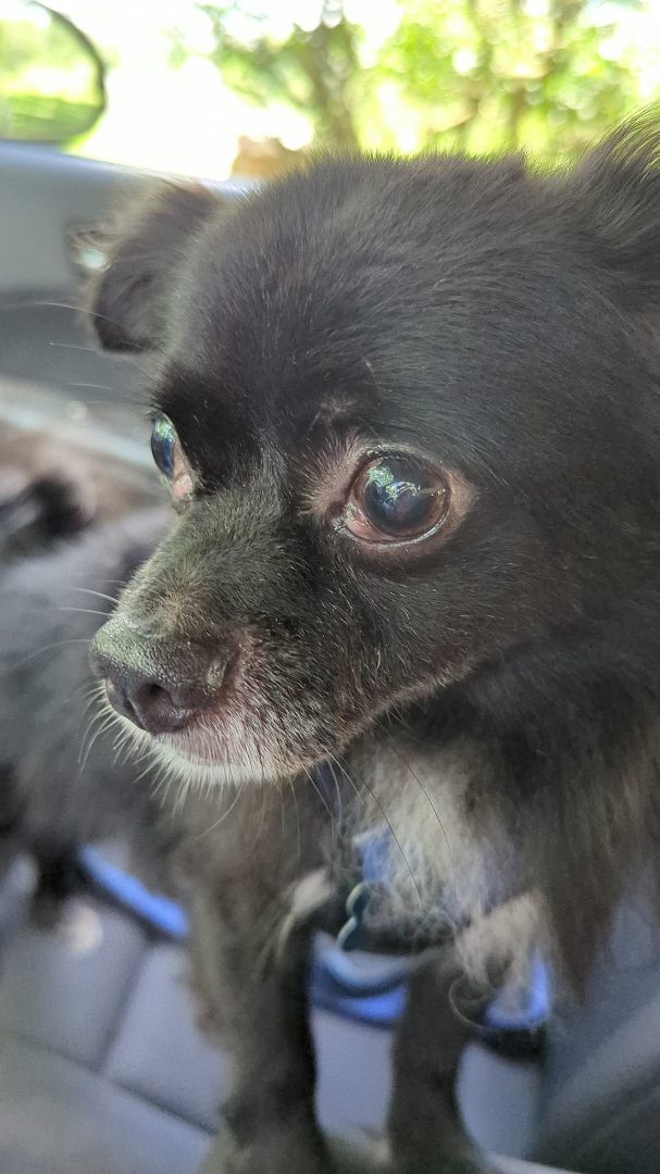 Enlarge Charlie, a Adoptable mixed breed in Warren, NJ image 5/6