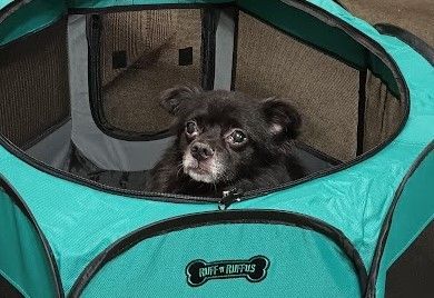 Enlarge Charlie, a Adoptable mixed breed in Warren, NJ image 6/6