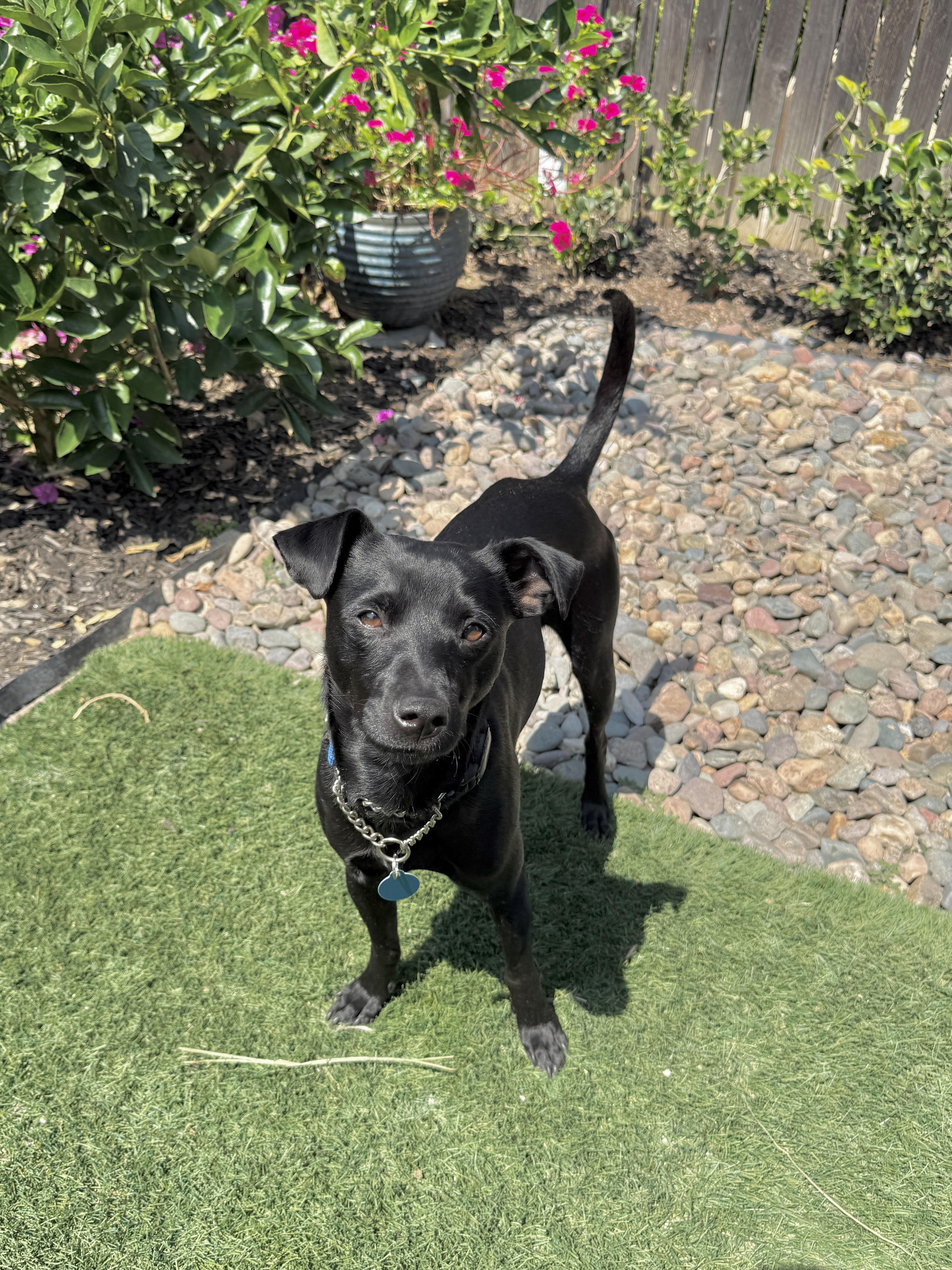 Lil' Pongo, a ADOPTABLE mixed breed in West Hollywood, CA image 2/4