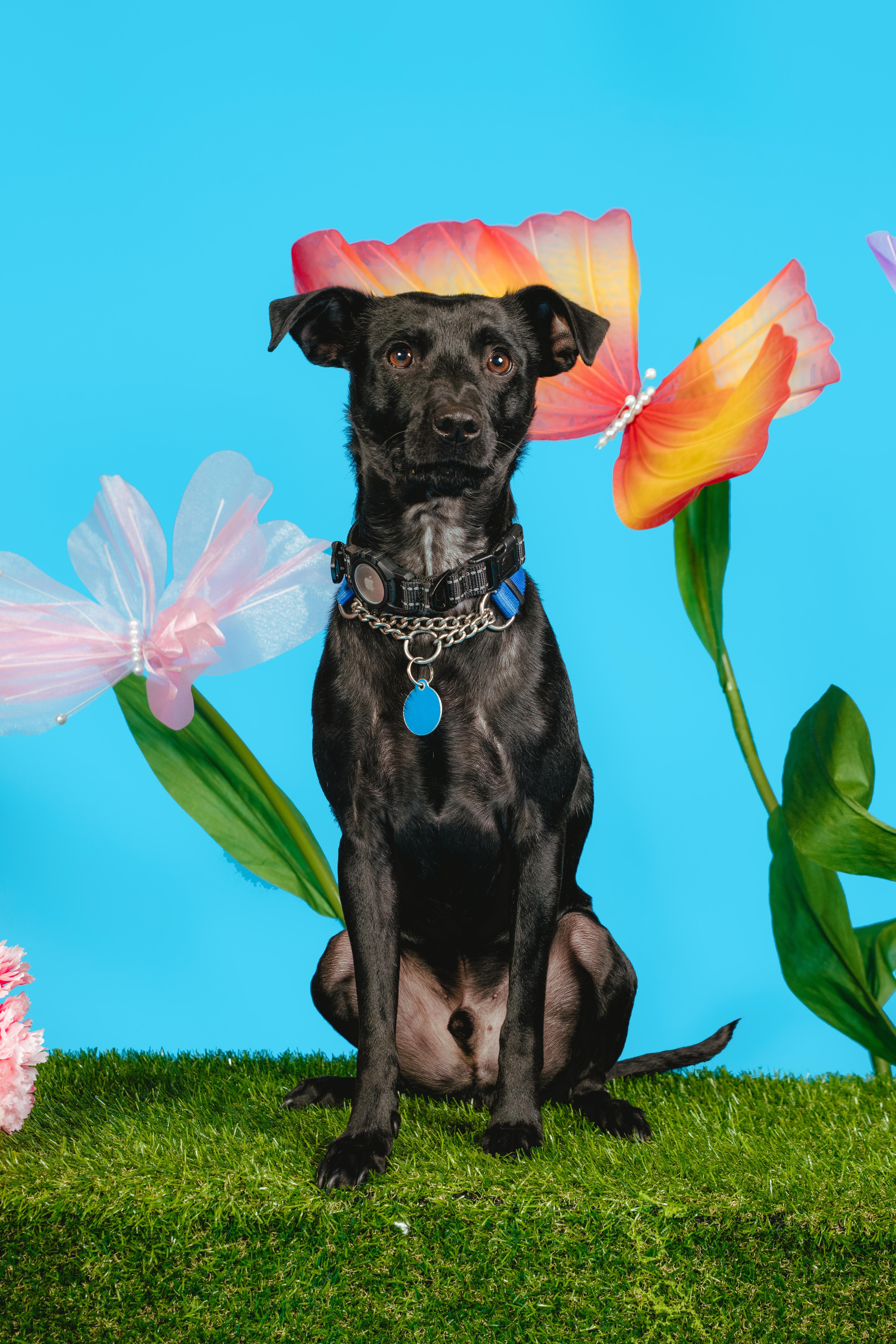 Enlarge Lil' Pongo, a ADOPTABLE mixed breed in West Hollywood, CA image 4/4