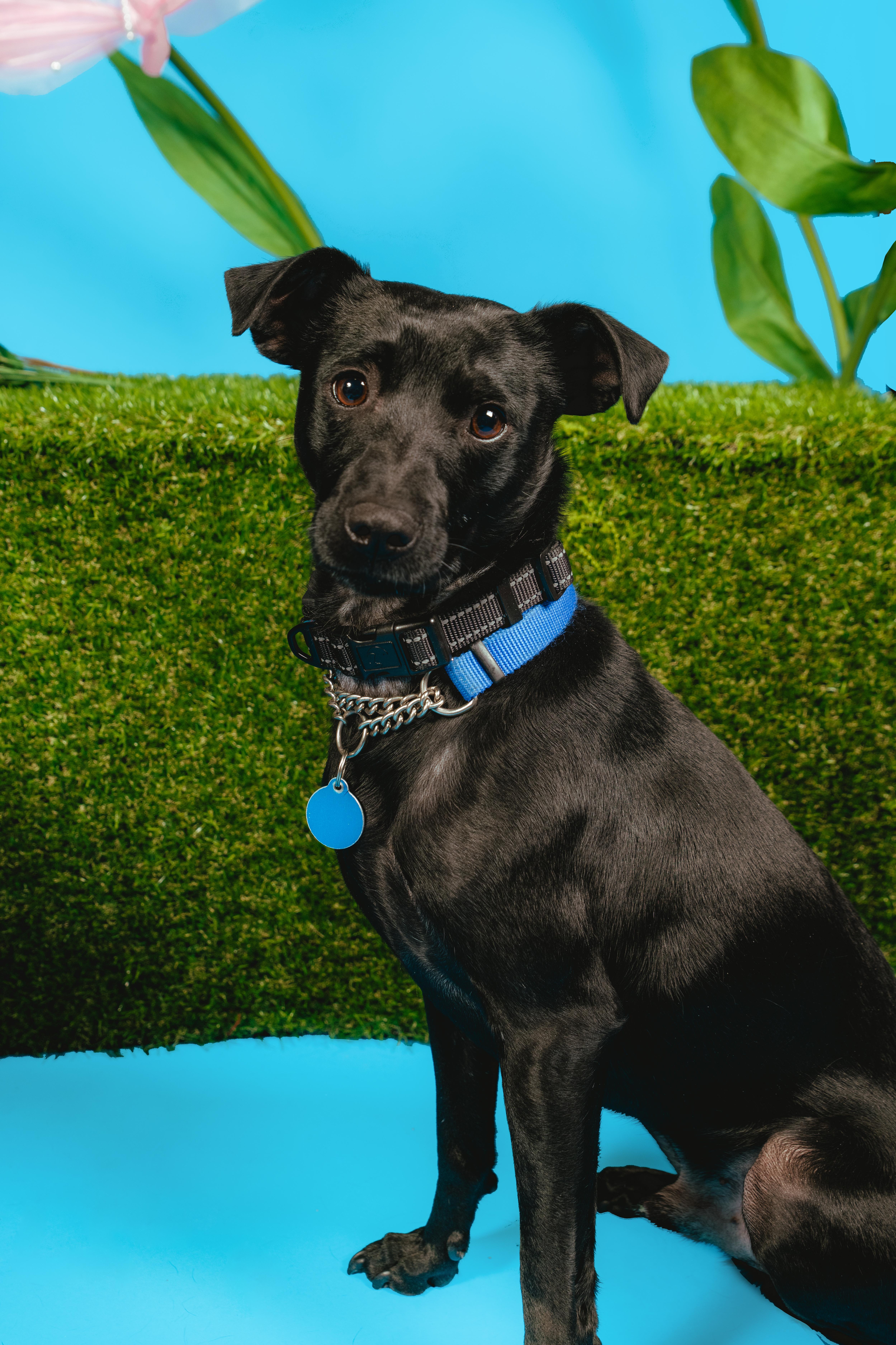 Enlarge Lil' Pongo, a ADOPTABLE mixed breed in West Hollywood, CA image 2/4