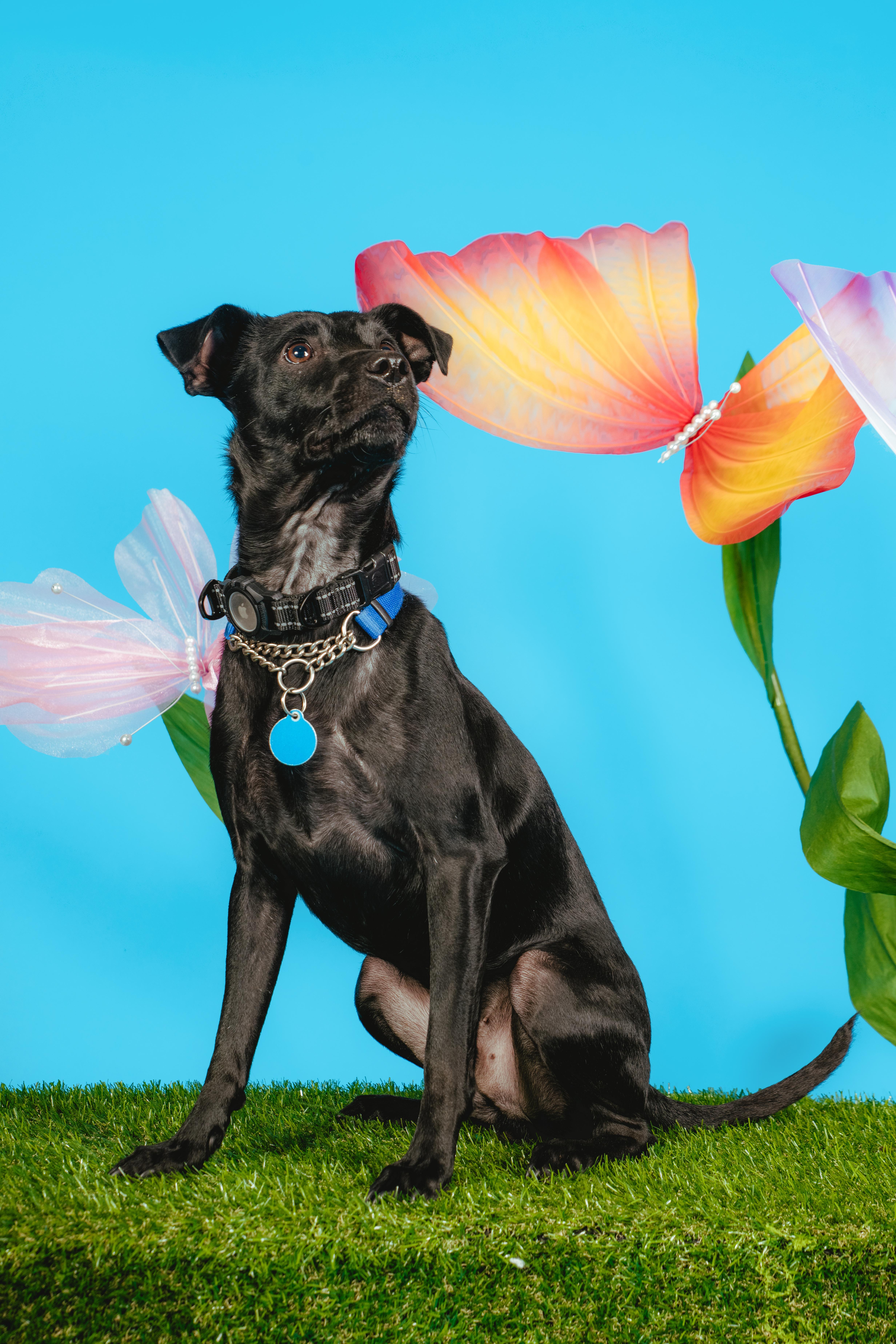 Enlarge Lil' Pongo, a ADOPTABLE mixed breed in West Hollywood, CA image 3/4