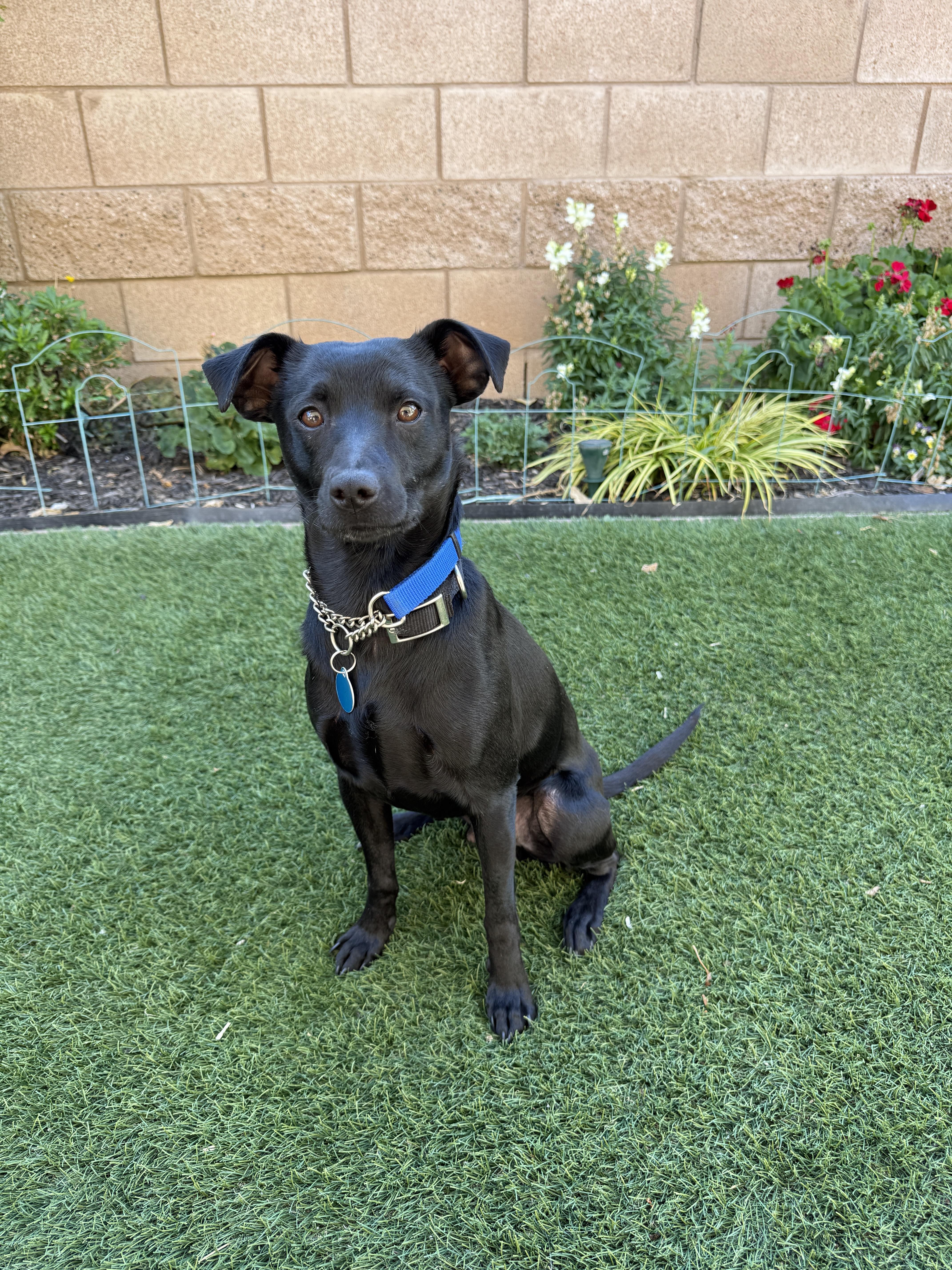 Lil' Pongo, ADOPTABLE, Adult Male Black Labrador Retriever & Chihuahua.