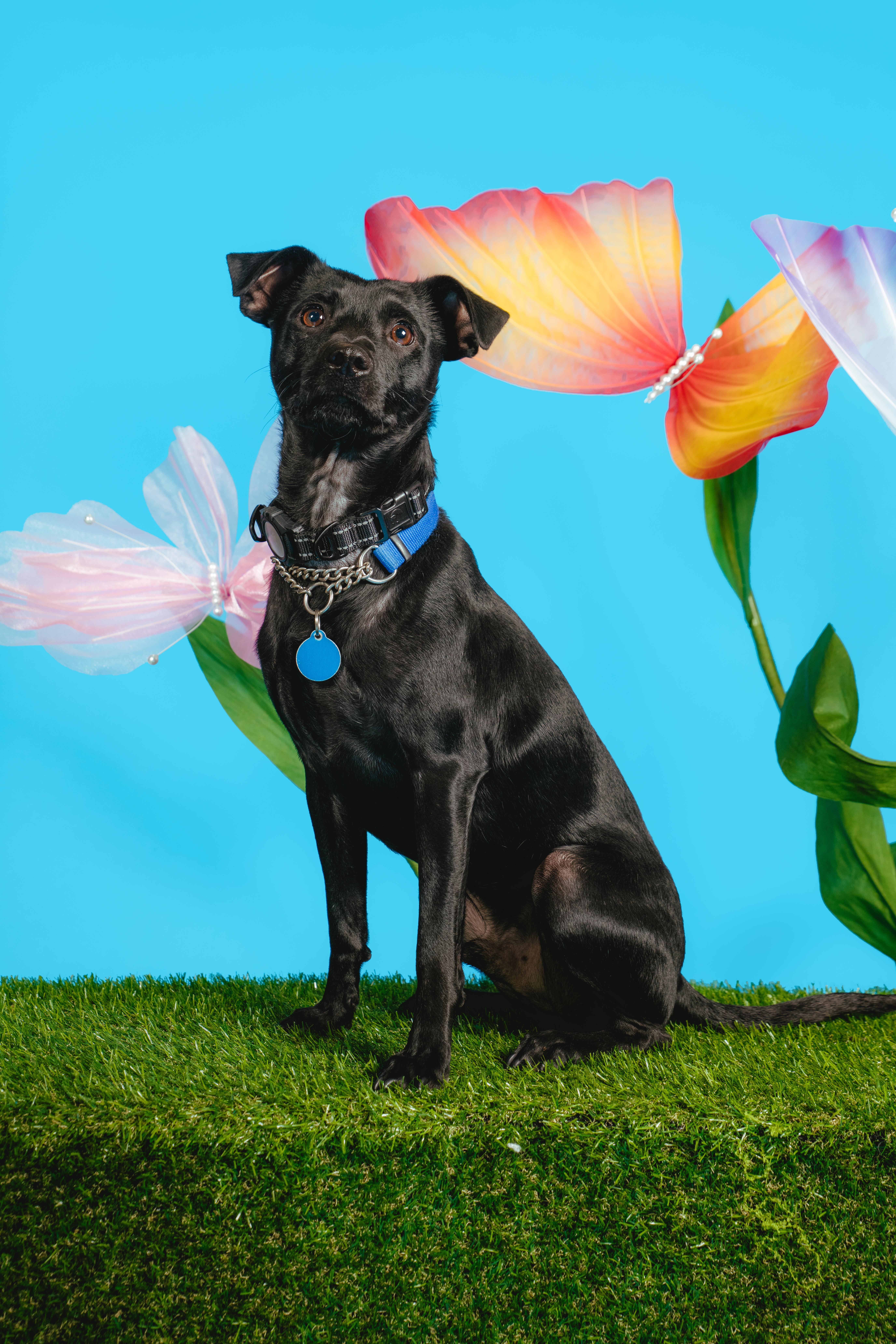 Enlarge Lil' Pongo, a ADOPTABLE mixed breed in West Hollywood, CA image 1/4
