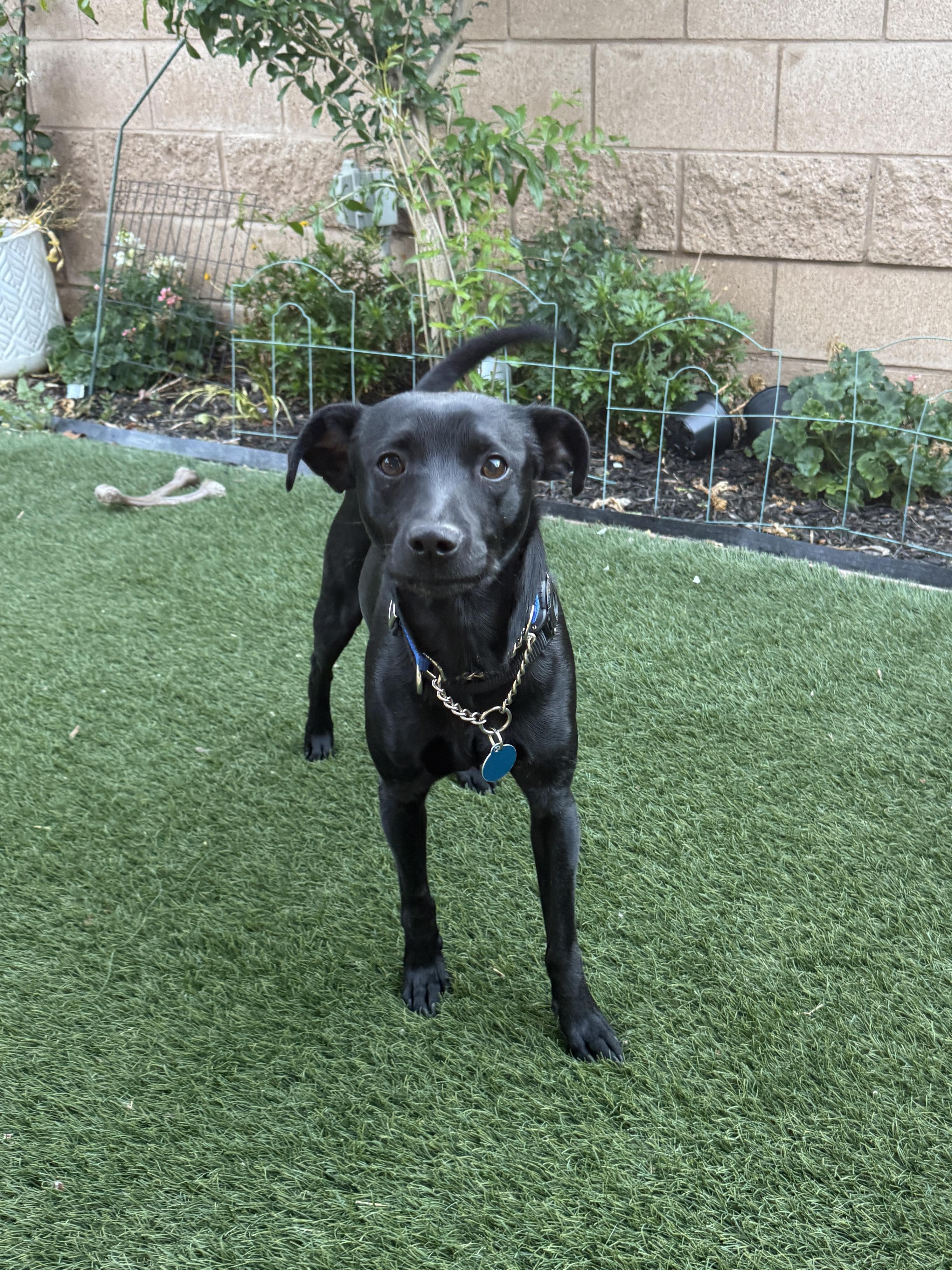 Lil' Pongo, a ADOPTABLE mixed breed in West Hollywood, CA image 4/4