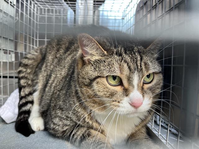 DALILA, Adoptable, Adult Female Domestic Short Hair.