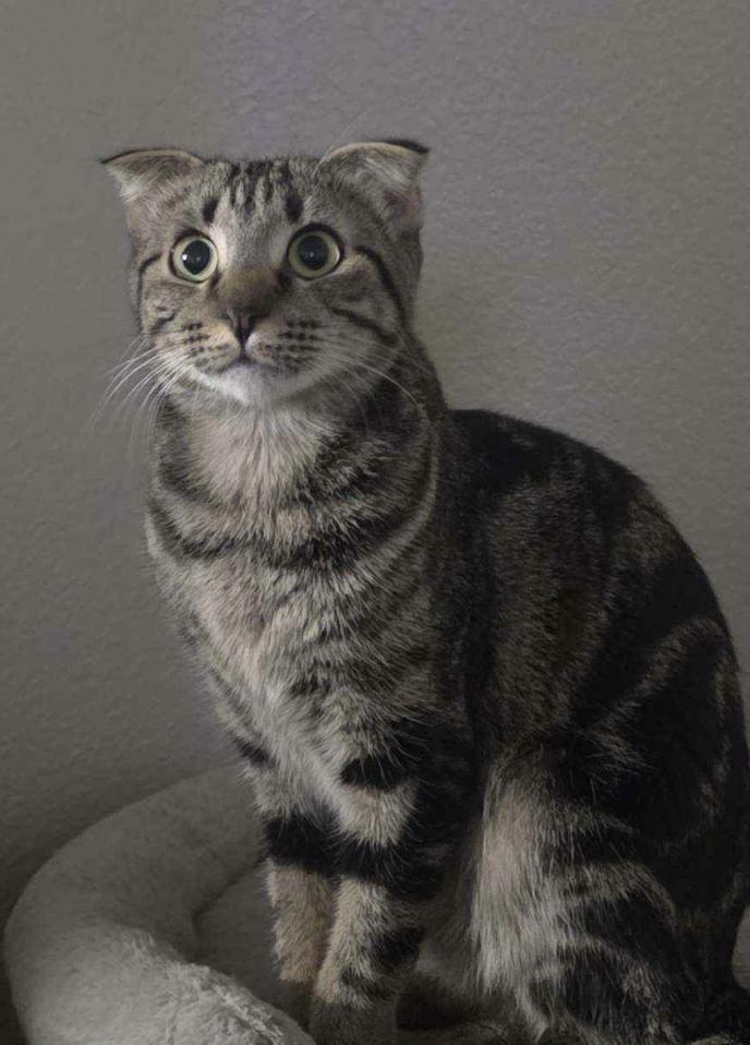 Enlarge Topaz, a Adopted Scottish Fold in Rio Linda, CA image 1/2