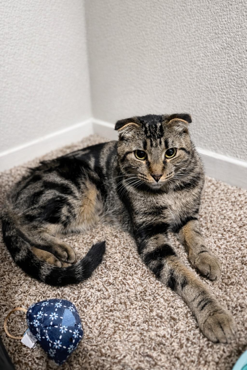 Topaz, Adoptable, Young Female Scottish Fold.