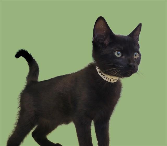 DONOVAN, Adoptable, Kitten Male Domestic Short Hair.