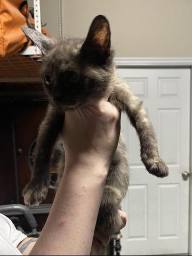 Avocado — thumbnail 2