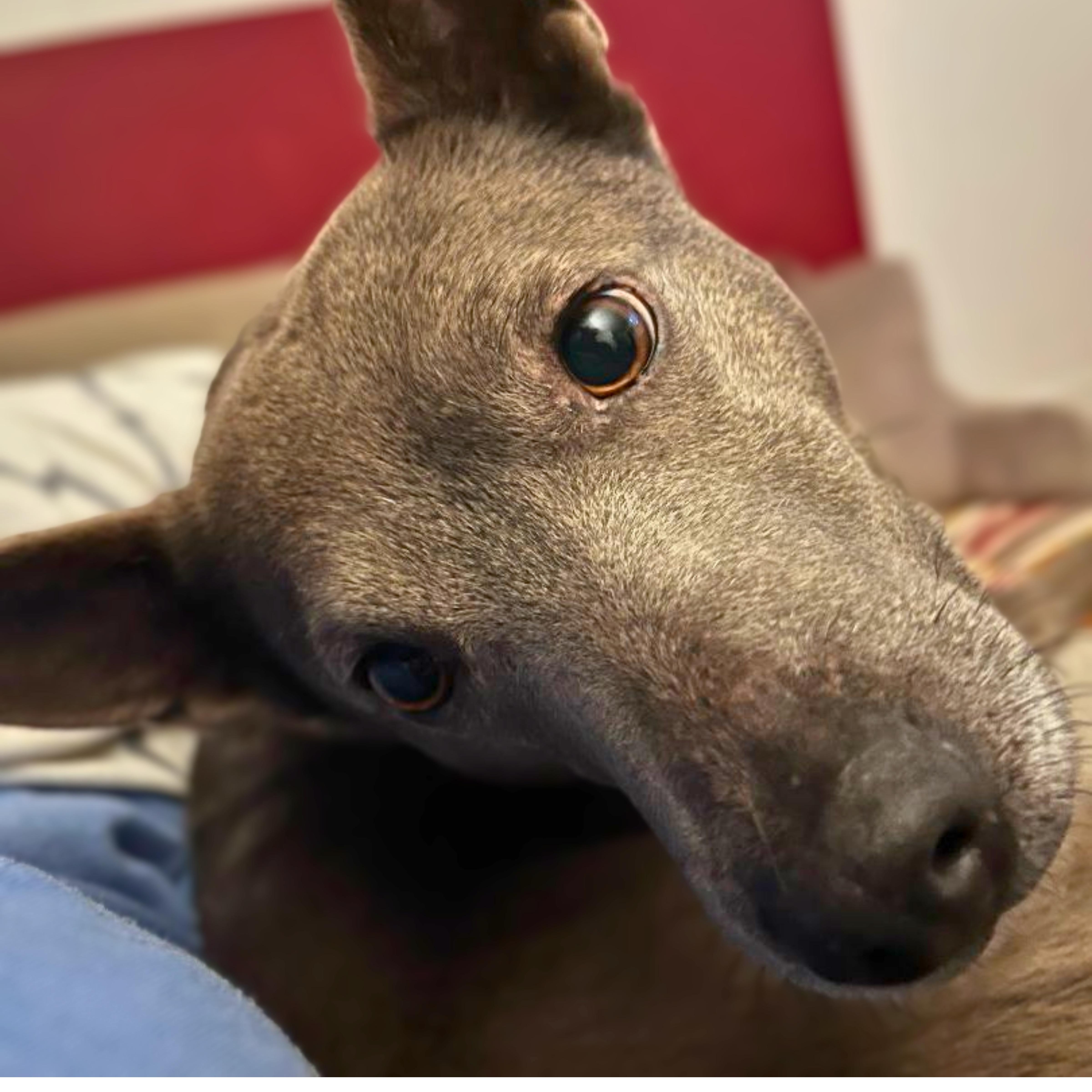 Leila, a Adoptable mixed breed in Longview, WA image 3/5