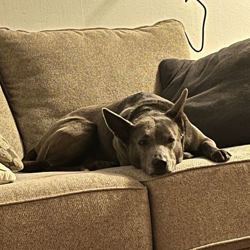 Leila, a Adoptable mixed breed in Longview, WA image 2/5