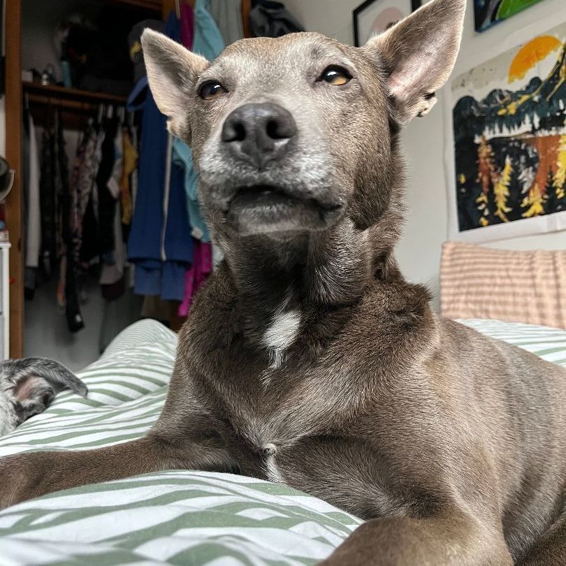 Leila, a Adoptable mixed breed in Longview, WA image 1/5