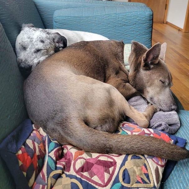 Leila, a Adoptable mixed breed in Longview, WA image 5/5