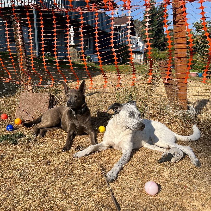 Leila, a Adoptable mixed breed in Longview, WA image 4/5