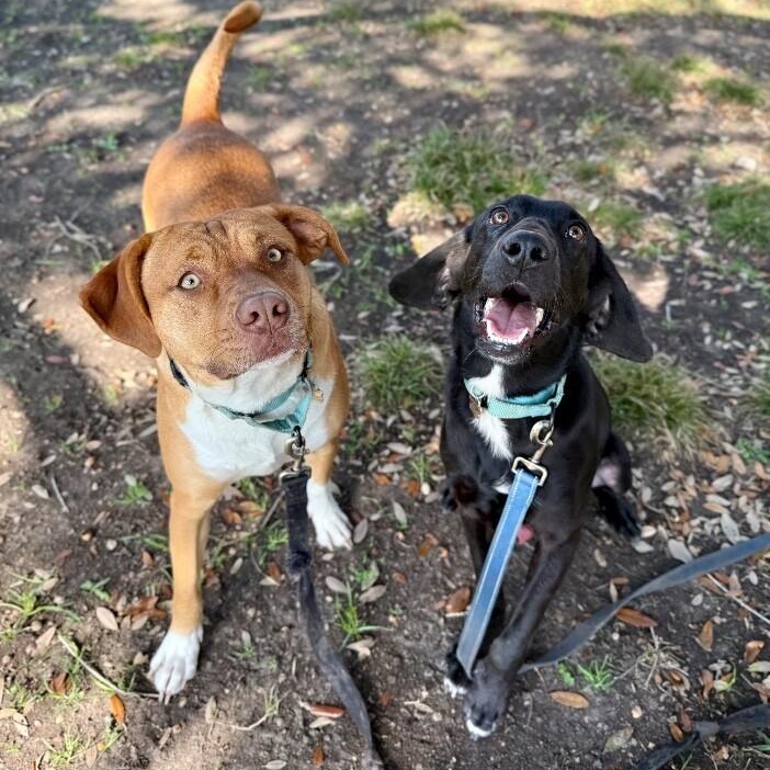 Waylon Jennings The Floppy Eared Heartstealer — thumbnail 2